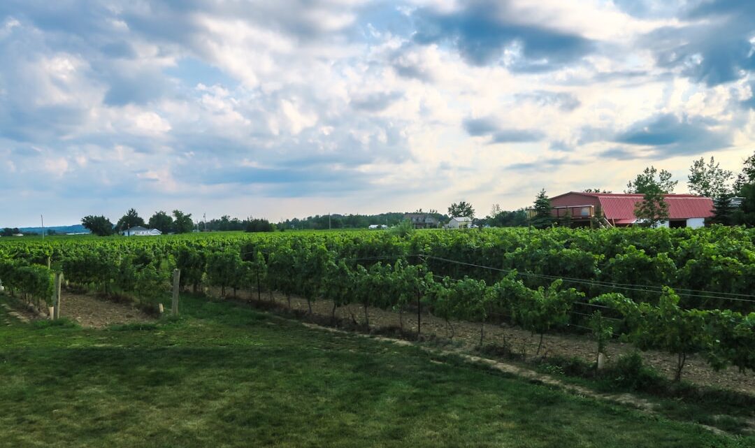 Inwestowanie w winnice i produkcję wina: Potencjał, ryzyka i perspektywy dla inwestorów indywidualnych w Polsce.