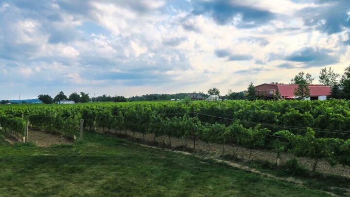 Inwestowanie w winnice i produkcję wina: Potencjał, ryzyka i perspektywy dla inwestorów indywidualnych w Polsce.