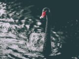 black swan on body of water