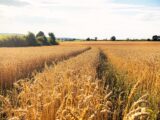 brown wheat field under white clouds during daytime