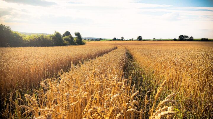 Inwestowanie w surowce rolne (agri-commodities): Kawa, pszenica, soja – jak ocenić rynek i wejść w ten sektor?