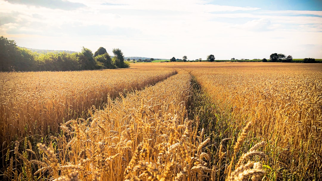 Inwestowanie w surowce rolne (agri-commodities): Kawa, pszenica, soja – jak ocenić rynek i wejść w ten sektor?