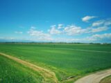 green grass field under blue sky during daytime
