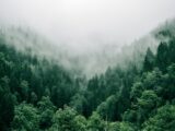 aerial photo of green trees