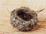 brown nest on brown textile