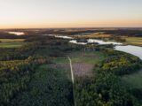 aerial photography of trees