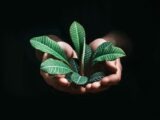 person holding green leaves in dark room