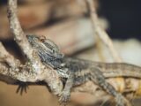 A bearded dragon rests on a tree branch.