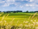 green grass field during daytime