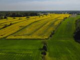 an aerial view of a field of yellow flowers