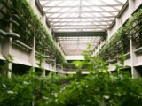 a building with lots of plants growing inside of it