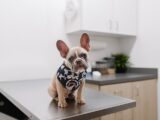 white and black short coated dog wearing white and black polka dot shirt
